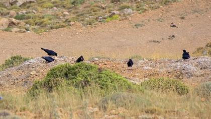 Kırmızıgagalı dağ kargası