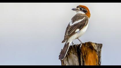 Kızılbaşlı örümcekkuşu