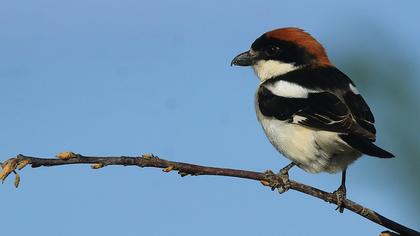 Kızılbaşlı örümcekkuşu