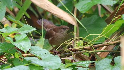 Bataklık kamışçını