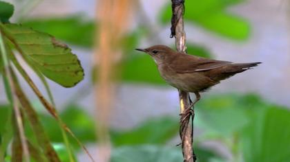 Bataklık kamışçını