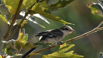 Maskeli örümcekkuşu