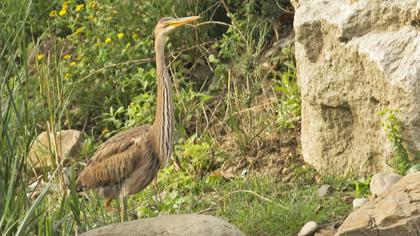 Erguvani balıkçıl