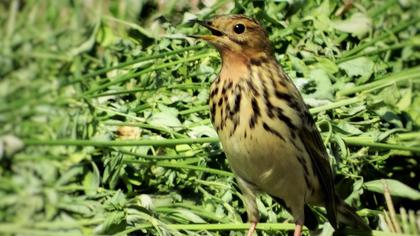 Kızılgerdanlı incirkuşu
