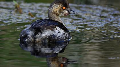 Karaboyunlu batağan