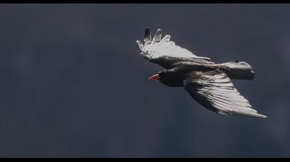 Kırmızıgagalı dağ kargası