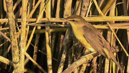 Büyük kamışçın