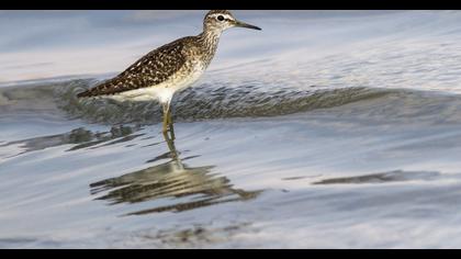 Orman düdükçünü