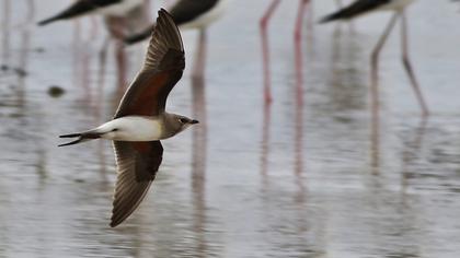 Bataklıkkırlangıcı