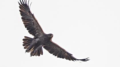 Küçük orman kartalı