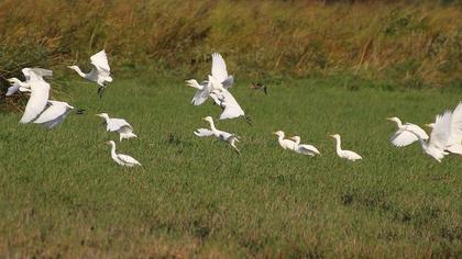 Sığır balıkçılı