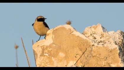 Karakulaklı kuyrukkakan