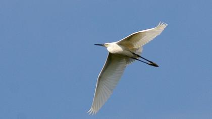 Küçük ak balıkçıl