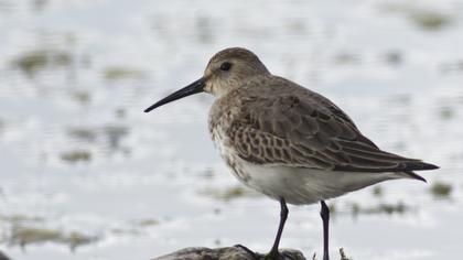 Karakarınlı kumkuşu