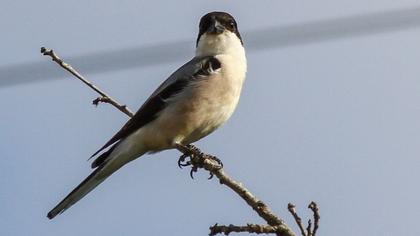 Karaalınlı örümcekkuşu