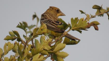 Karabaşlı kirazkuşu