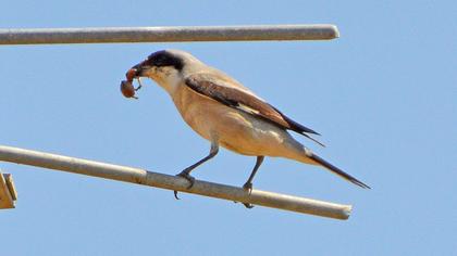 Karaalınlı örümcekkuşu