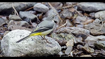 Dağ kuyruksallayanı