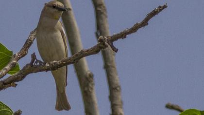 Sarıboğazlı serçe