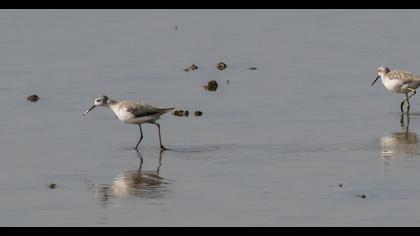 Bataklık düdükçünü