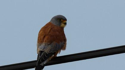 Lesser Kestrel
