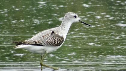 Bataklık düdükçünü