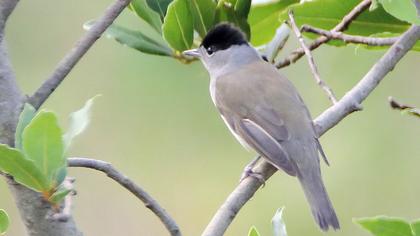 Karabaşlı ötleğen