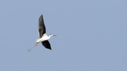 Black-winged Stilt