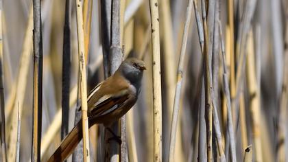 Bıyıklı baştankara