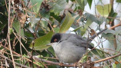 Pembegöğüslü ötleğen