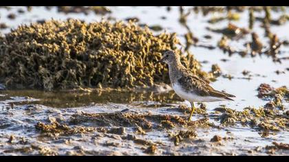 Sarıbacaklı kumkuşu