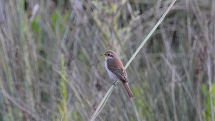 Kızılsırtlı örümcekkuşu
