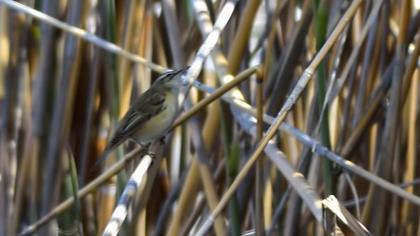 Kındıra kamışçını