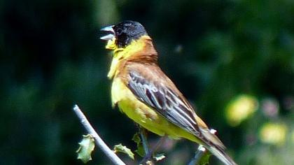 Karabaşlı kirazkuşu