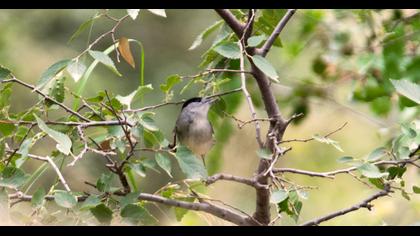 Karabaşlı ötleğen