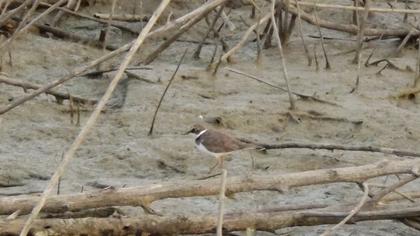 Halkalı küçük cılıbıt