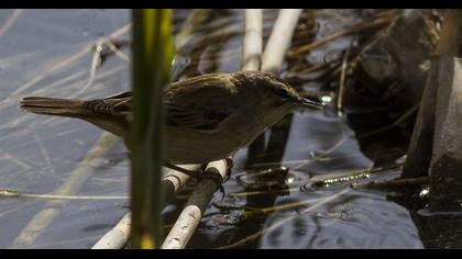 Kındıra kamışçını