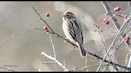 Bataklık Kirazkuşu
