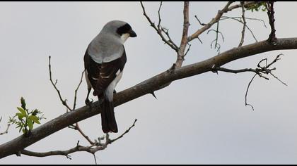 Karaalınlı örümcekkuşu