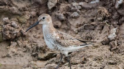 Karakarınlı kumkuşu