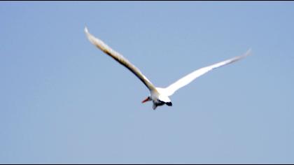 Büyük ak balıkçıl