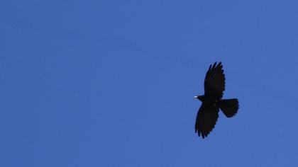 Sarıgagalı dağ kargası