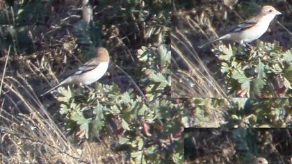 Maskeli örümcekkuşu