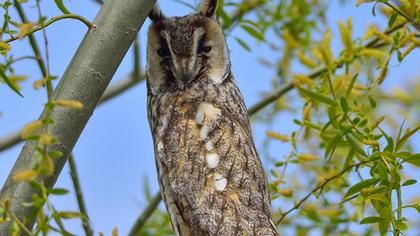 Long-eared Owl