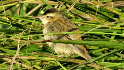 Kındıra kamışçını