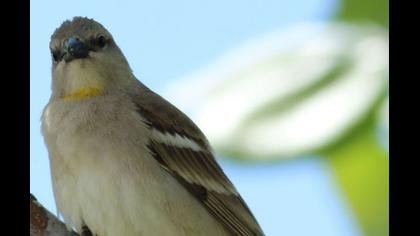 Sarıboğazlı serçe