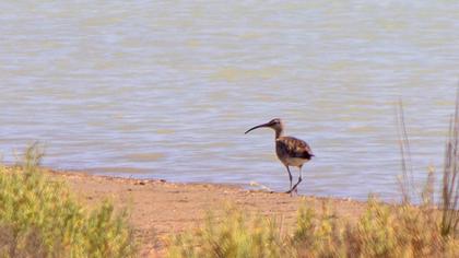 Sürmeli kervançulluğu