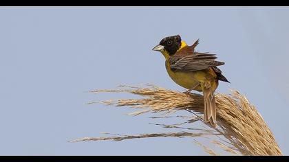 Karabaşlı kirazkuşu