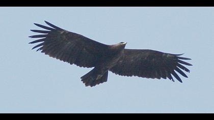 Küçük orman kartalı