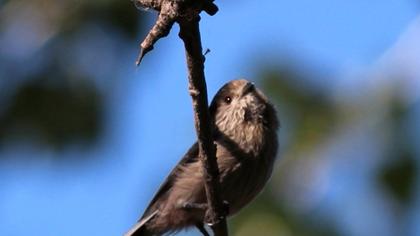 Long-tailed Tit